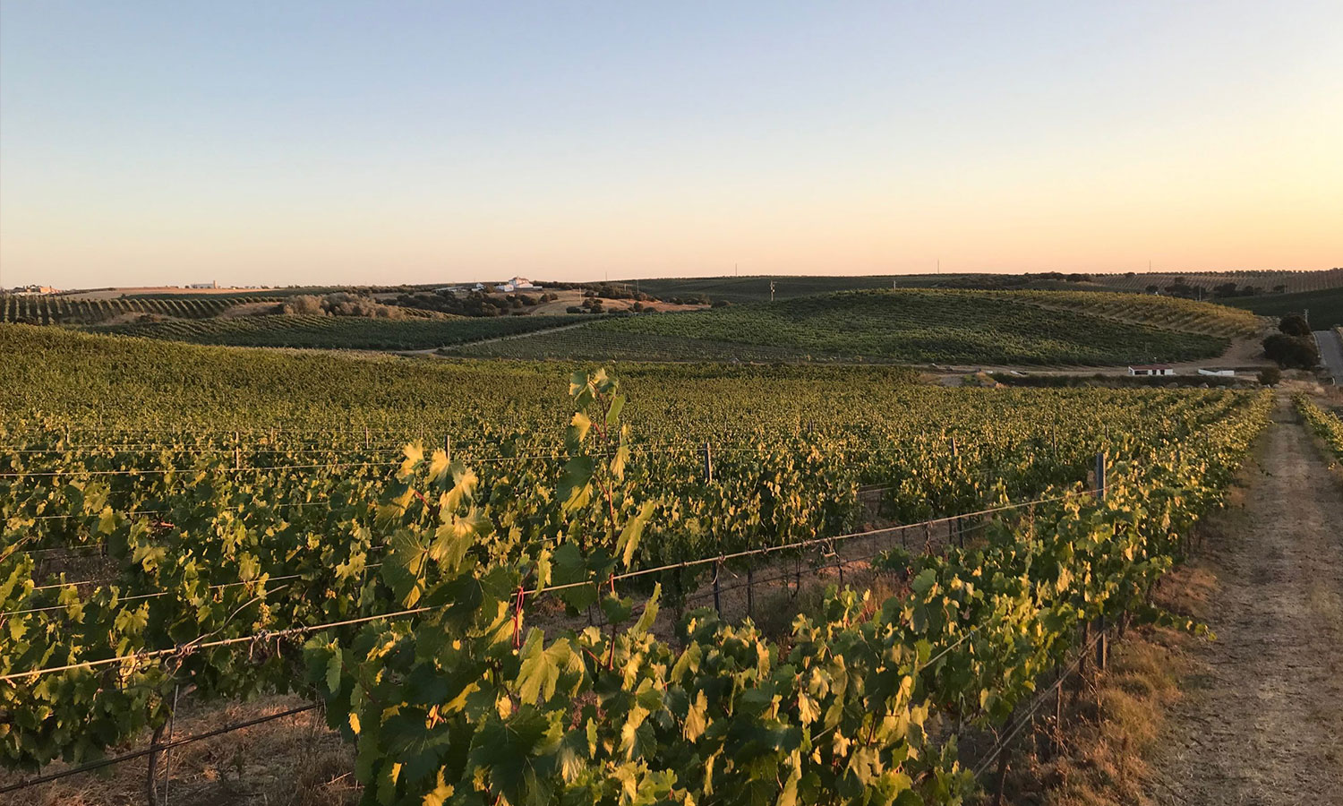 Monge e Filhas – Vinhos de Serpa